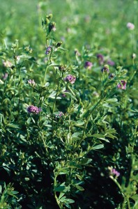 Tasting Green: An Easier Sell in 2010