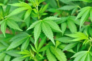 AHPA Issues Cannabis Oversight Recommendations for Regulators