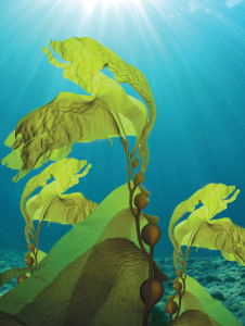 EFAs: This is No Fish Story