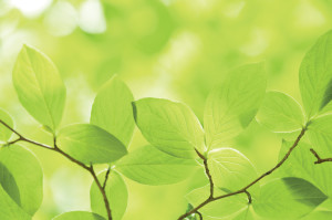 Eco-friendly Practices: Fifty Shades of Green