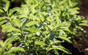 PureCircle Completes $42m Stevia Plant Expansion