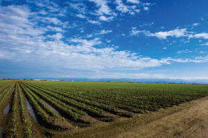 How Non-GMO Ingredients and Products are Certified