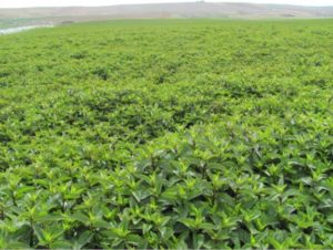 Core Botanica Fields