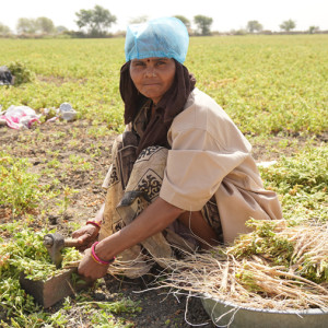 [Sponsored Content] Roots to Rejuvenate, Leaves to Decompose