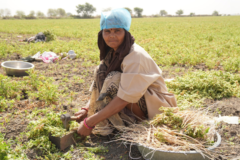 Chopping Ashwagandha