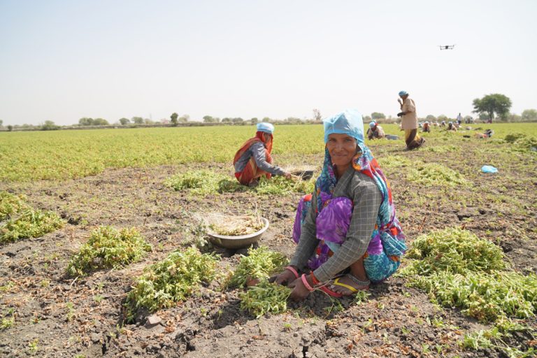Harvesting Ashwagandha