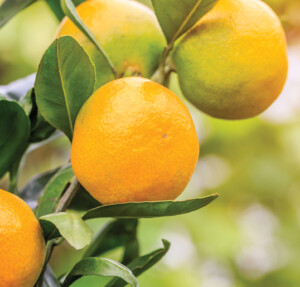Plant-based Powerhouses: The Technology Behind Citrus Flavonoids