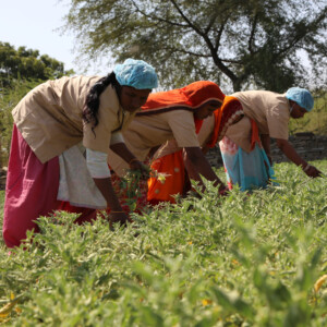 [Sponsored Content] KSM-66 Ashwagandha: The Superstar Ingredient for Health and Sustainability