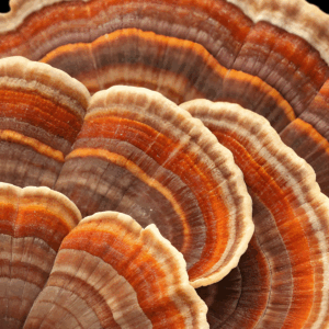Functional Mushroom Council Debuts at SupplySide Global