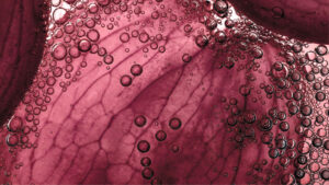 Symrise AG Establishes New Care & Wellness Division